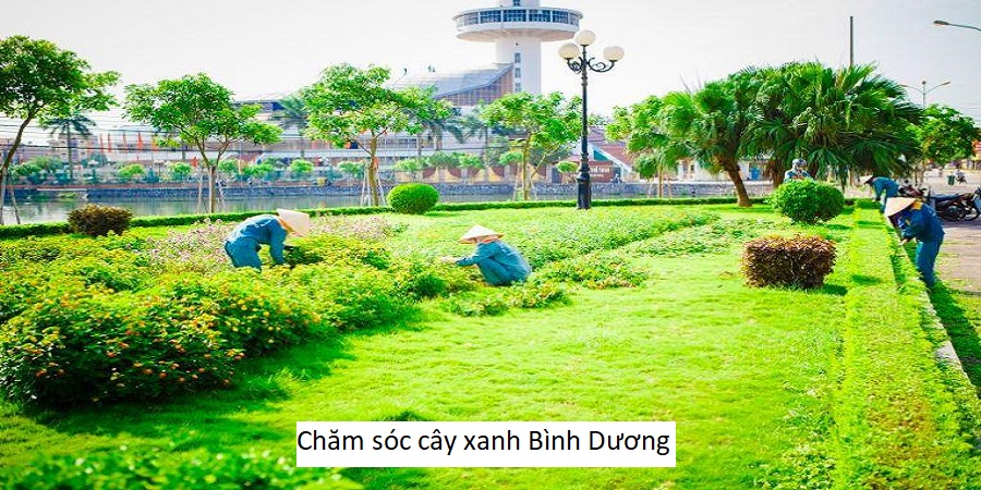 Chăm sóc cây xanh Bình Dương