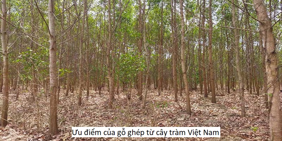 Ưu điểm của gỗ ghép từ cây tràm Việt Nam